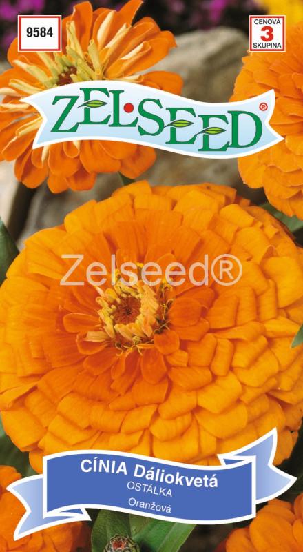 Cínia dáliokvetá oranžová ZELSEED
